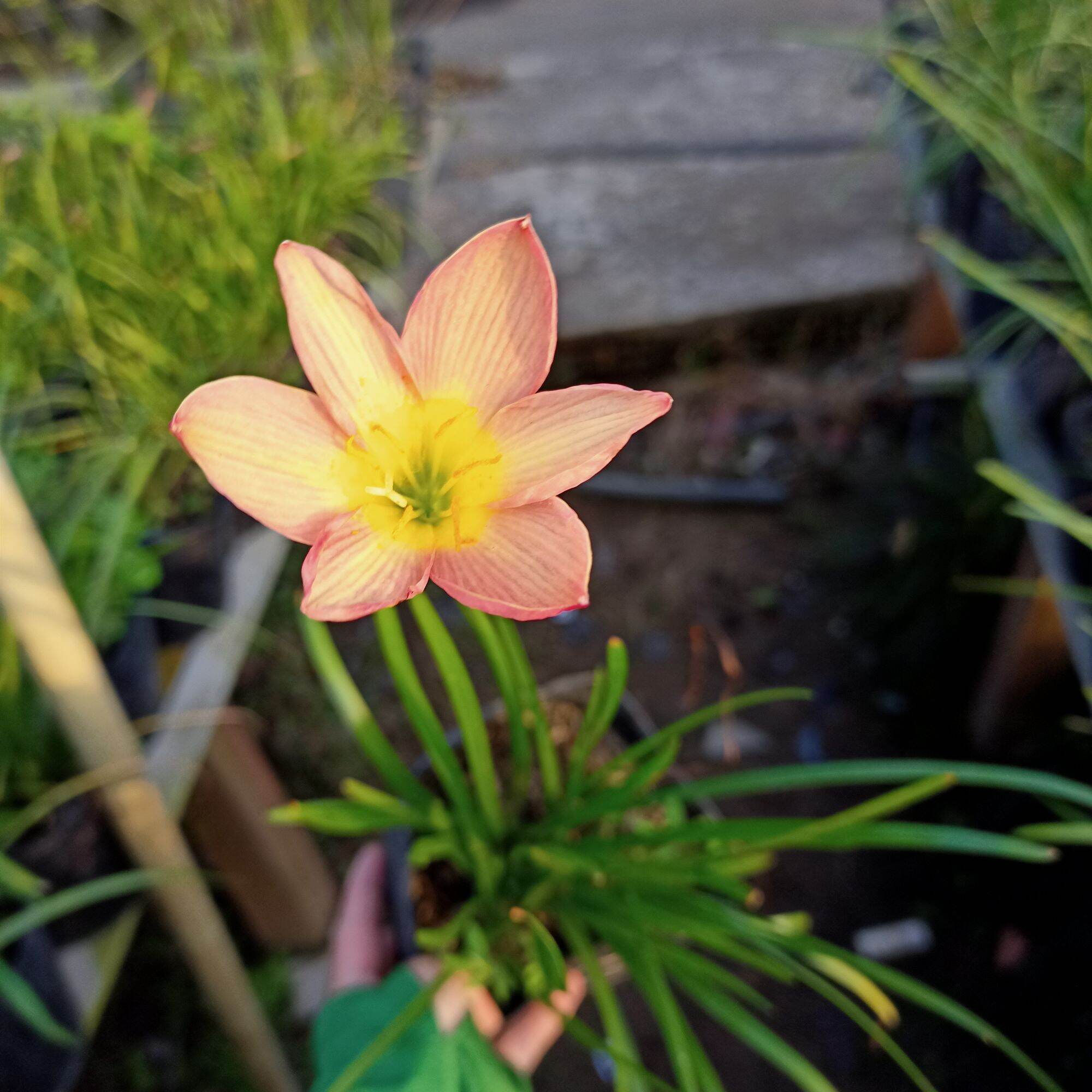 Chậu hoa huệ mưa màu cam