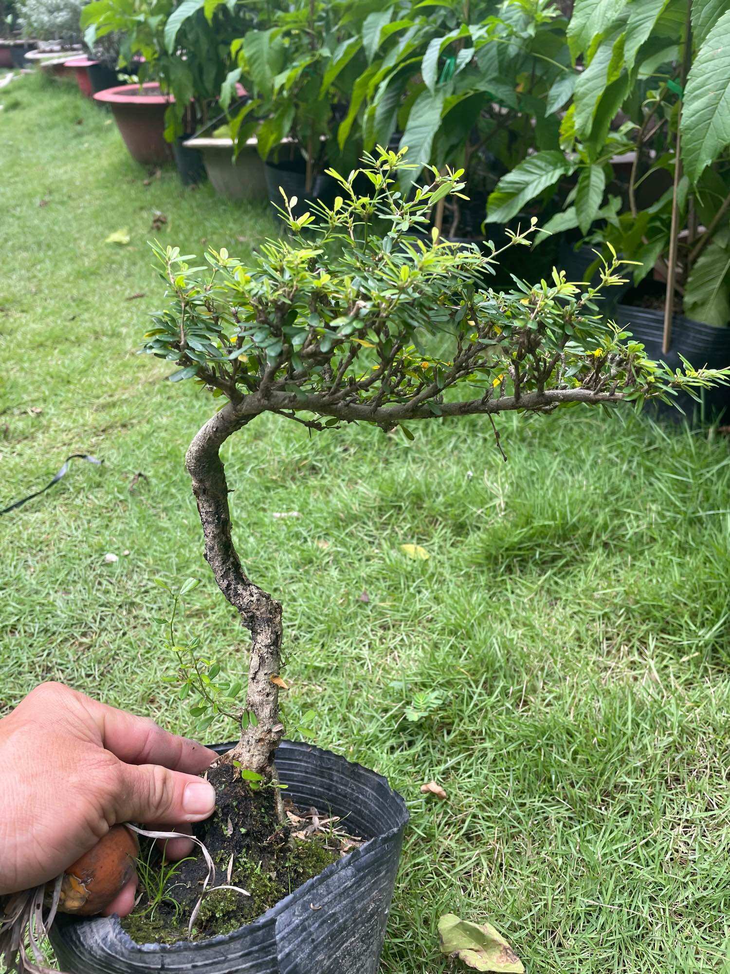 Linh sam 86 bonsai gốc quái