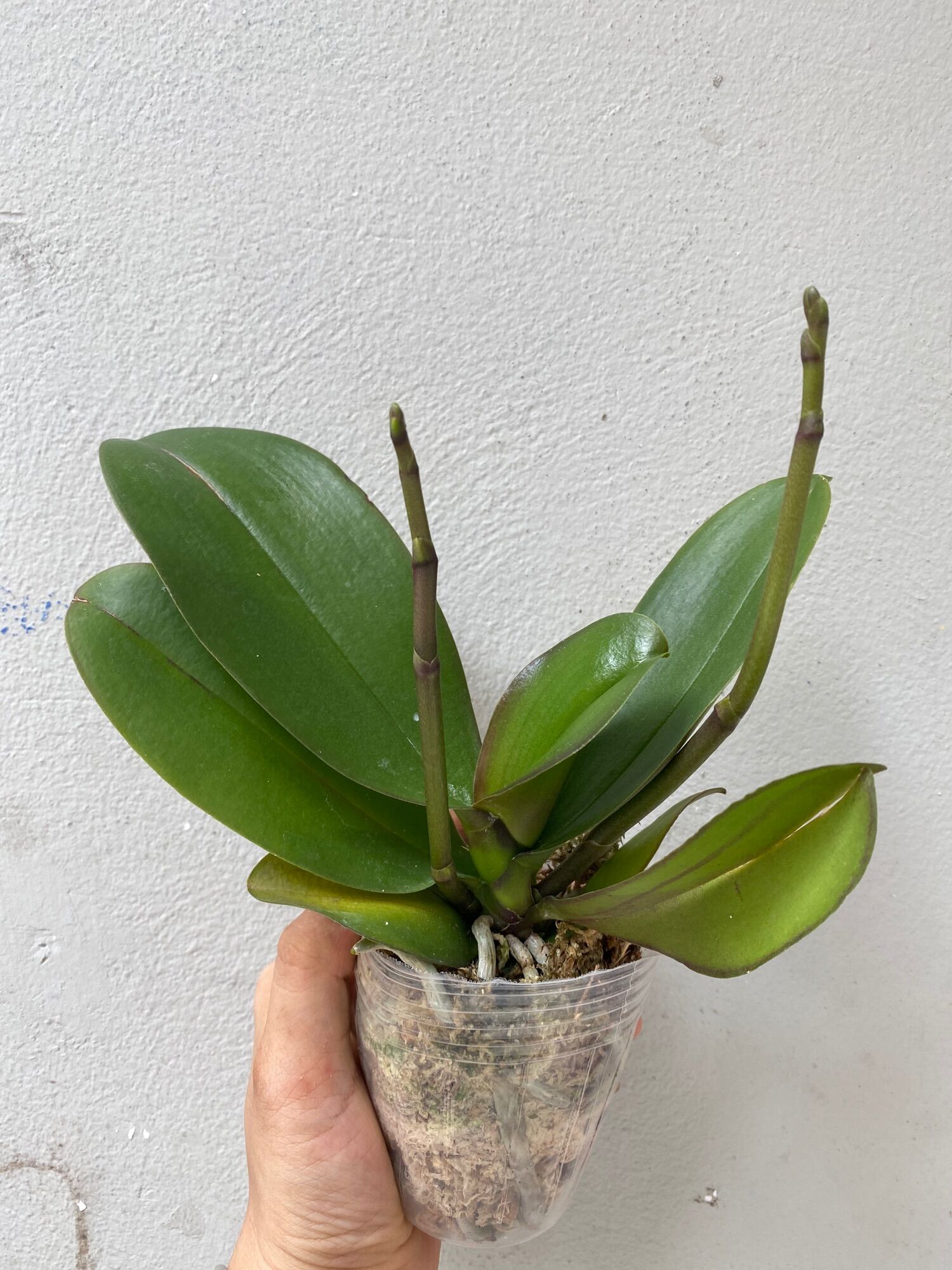 combo 5 lan 5 màu 2 ngồng - HOA ĐẠI - CỐC 2.8