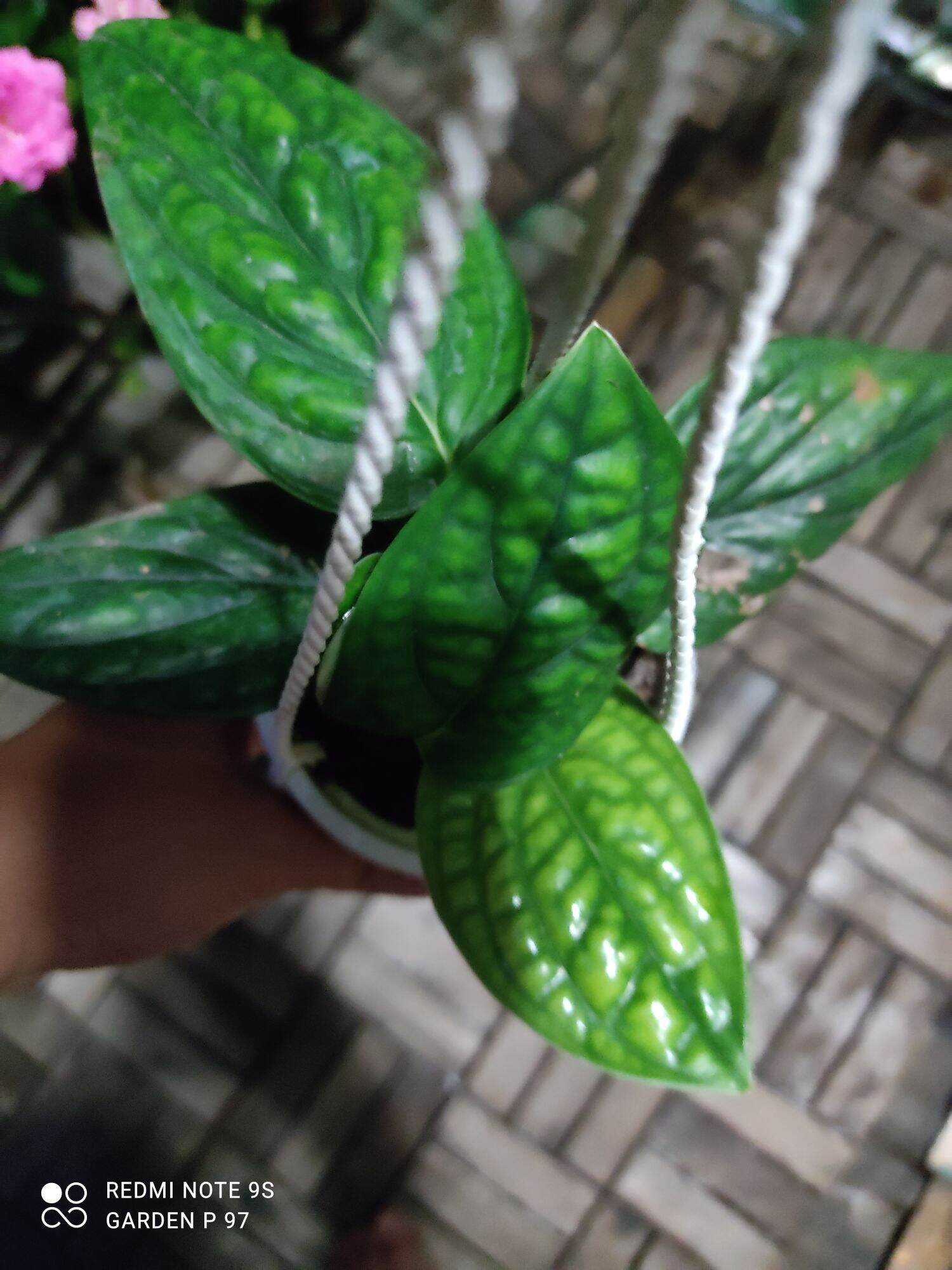 Trầu bà hạnh phúc, chậu treo size mini 8cm