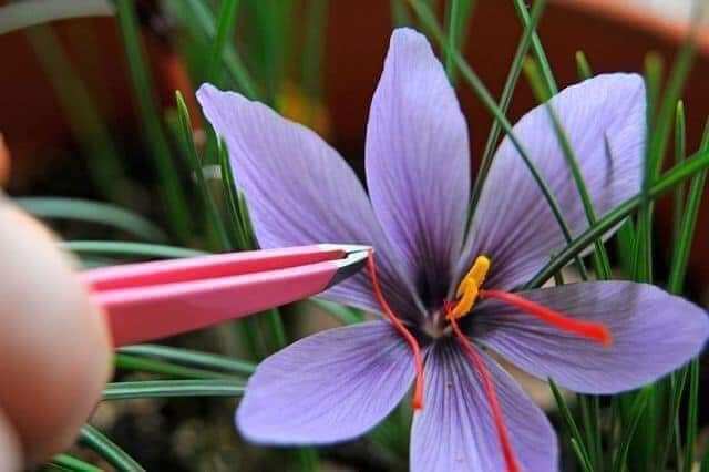 Saffron mật ong hũ 100ml dùng thử