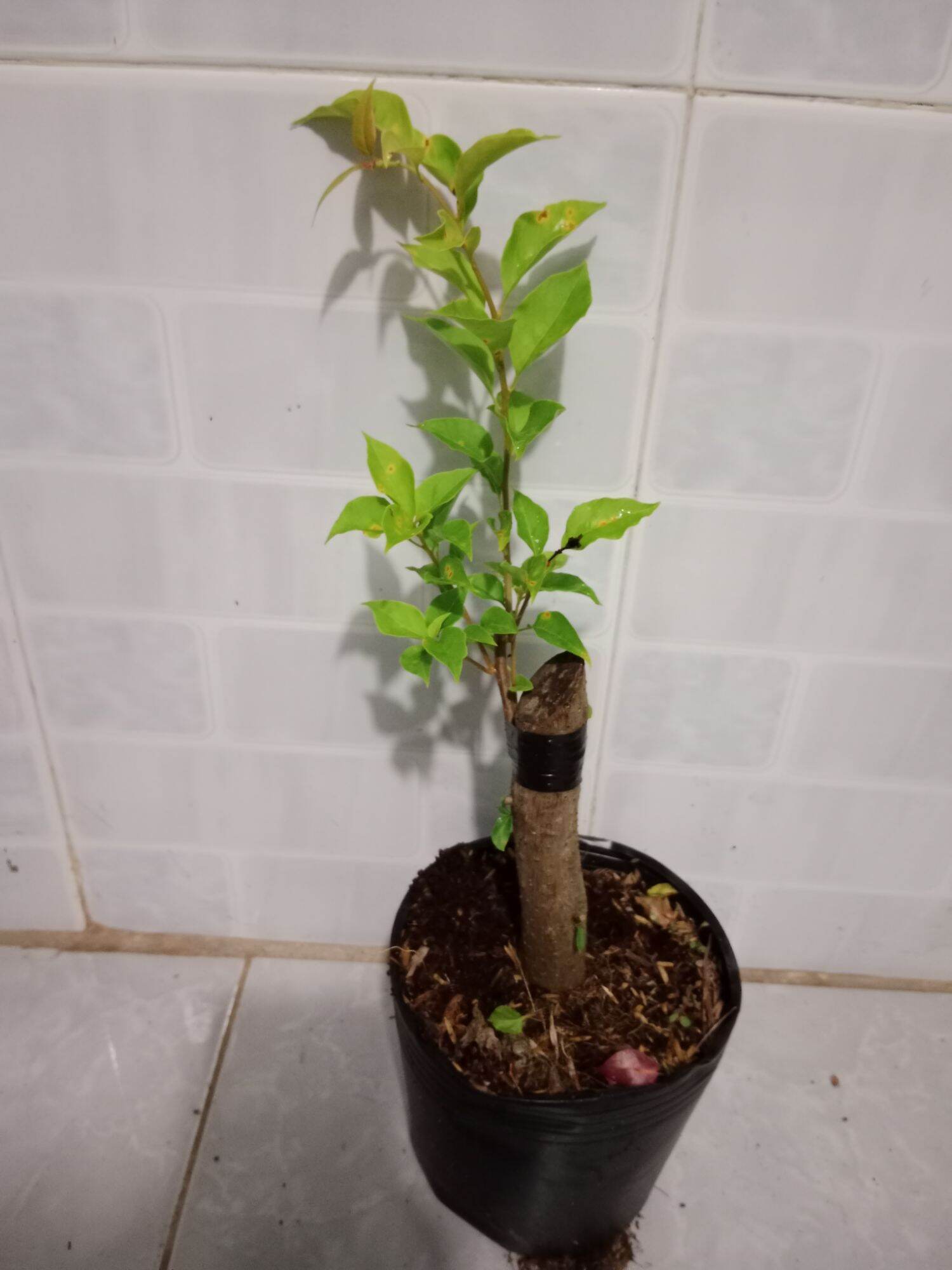 Cây hoa giấy ghép