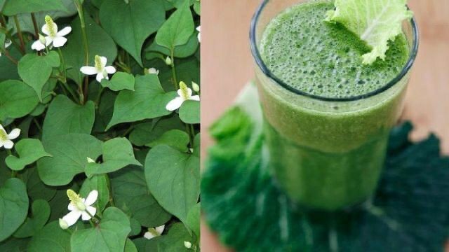 Chậu rau diếp cá