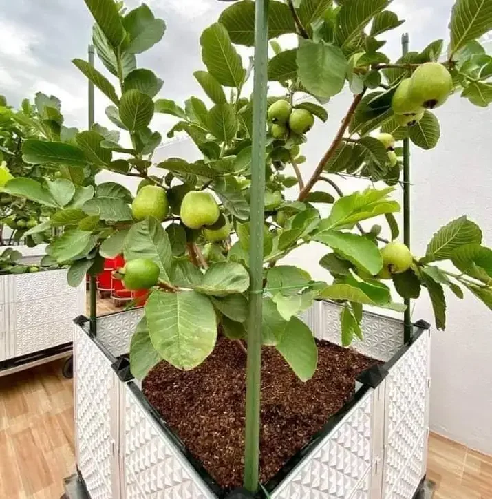 cây ổi ruby ruột đỏ, không hạt, bầu to, cây đẹp. mới về.
