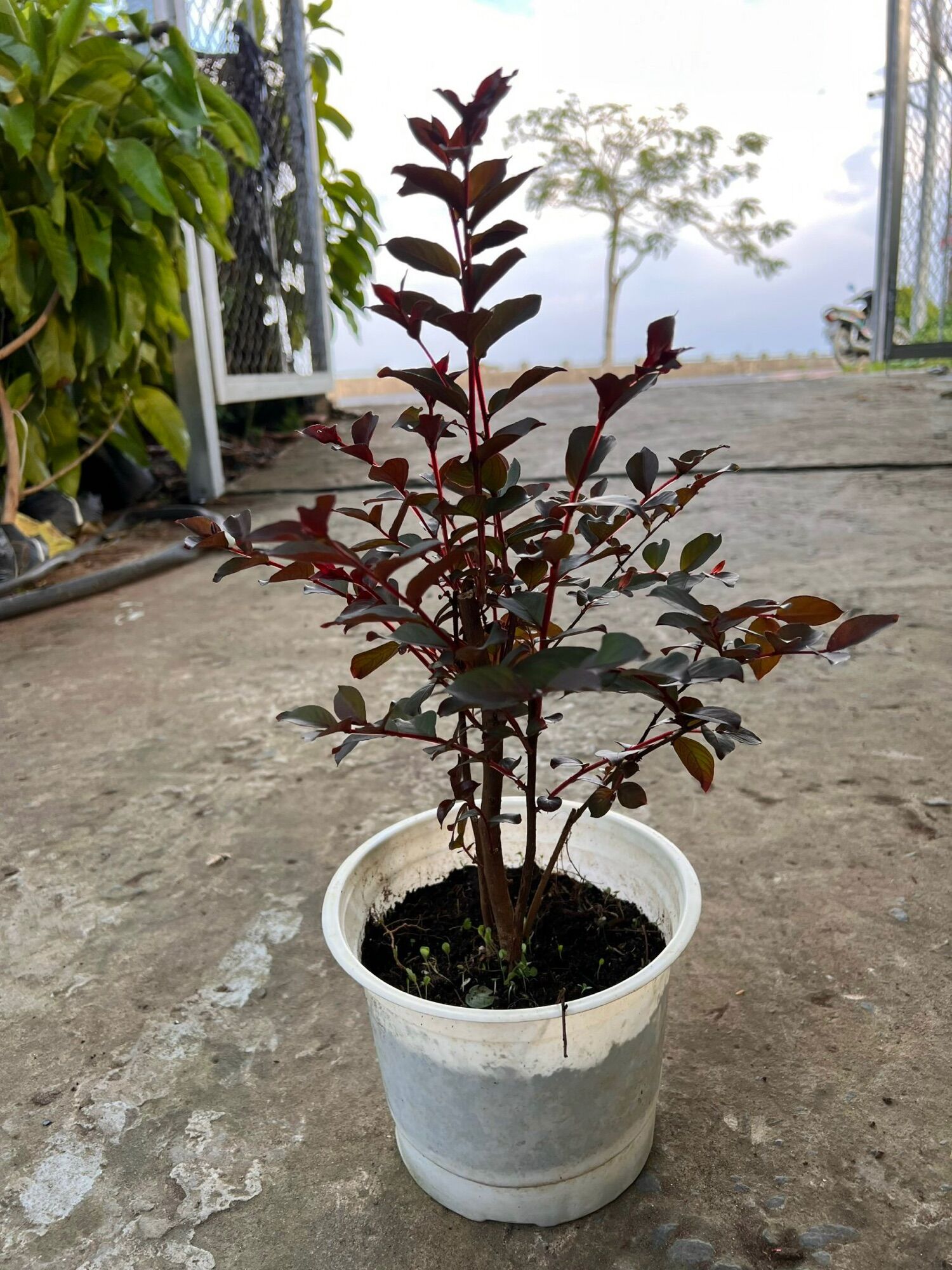 Cây Tường Vi Huyết Long + Bạch long  ( cây thật như hình)