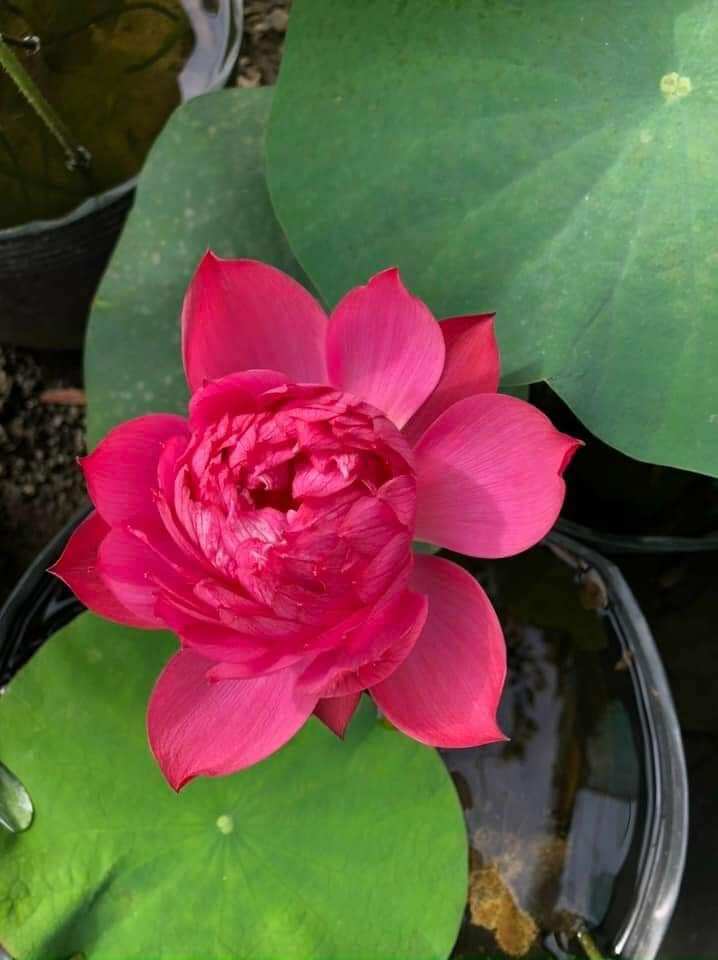 Củ Sen Giống Đỏ Mini