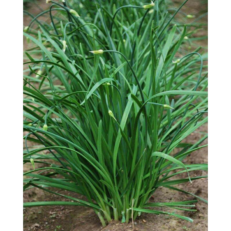 Hạt giống hẹ bông - gói 1gr