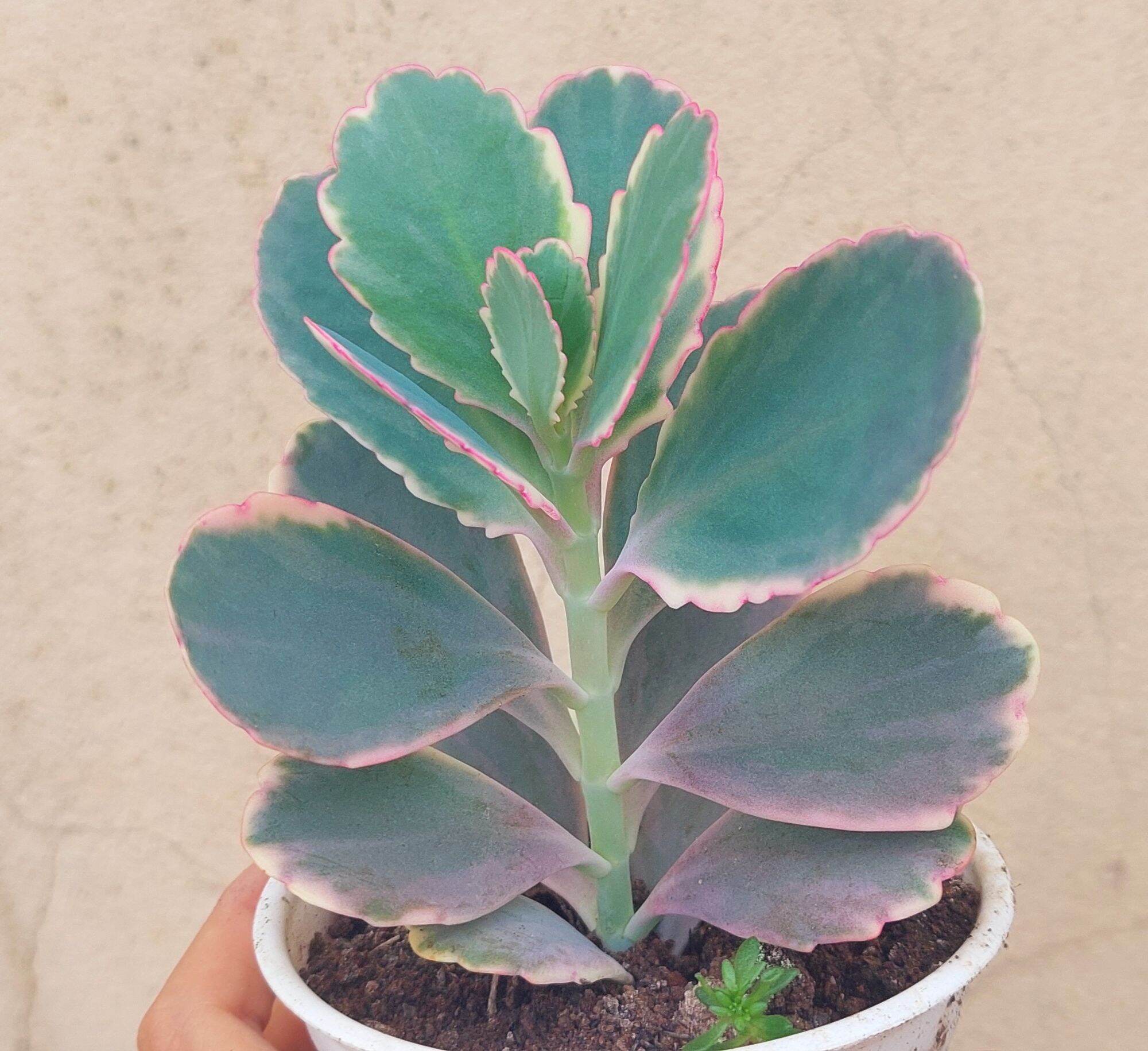 Sen đá SÒ HỒNG size trung 8-10 cm