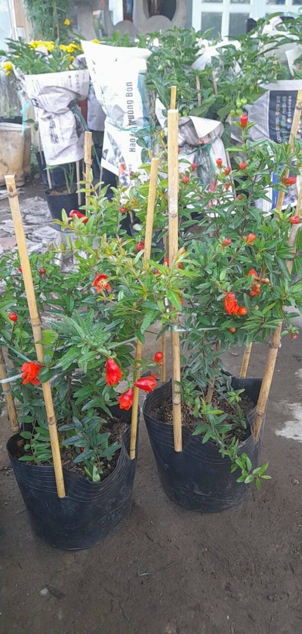 cây lựu đỏ ấn độ
