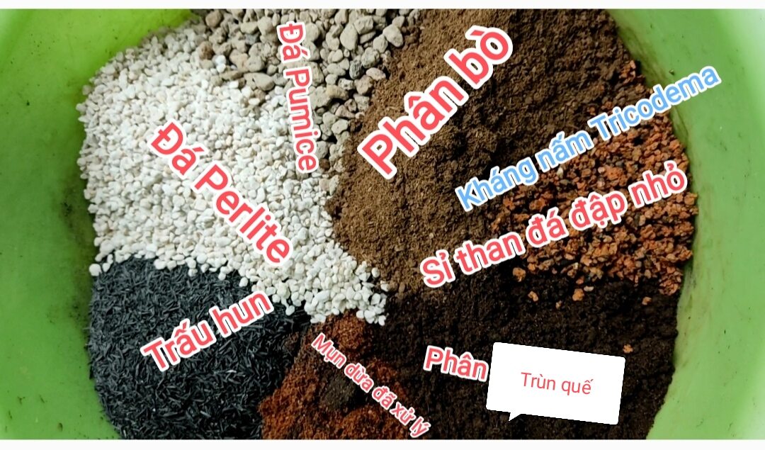 500g Đất trồng xương rồng, sen đá, lưỡi hổ