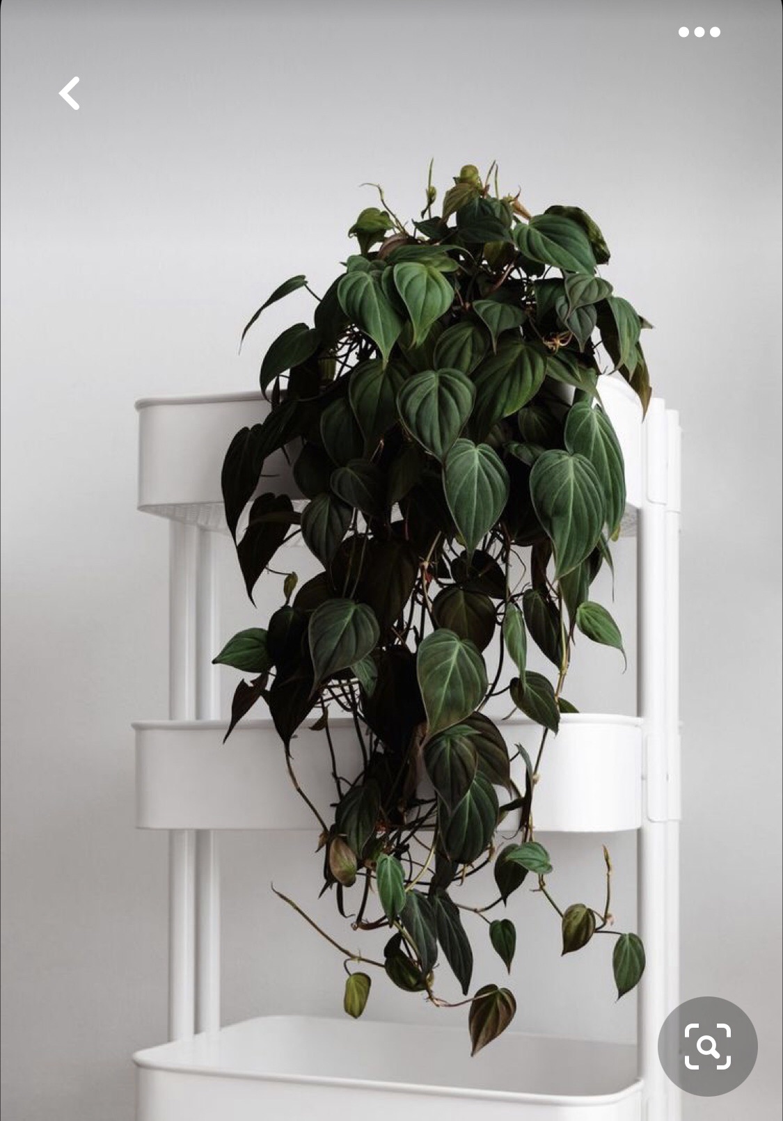 Trầu bà mican (mican philodendron