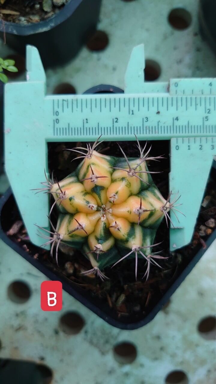 Xương rồng lem chậu 7cm
