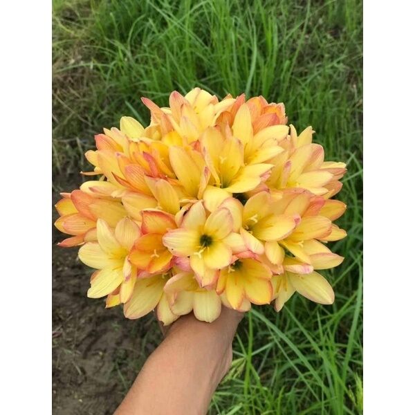 Củ Hoa Huệ mưa ngoại(10 củ ) HOA TẾT