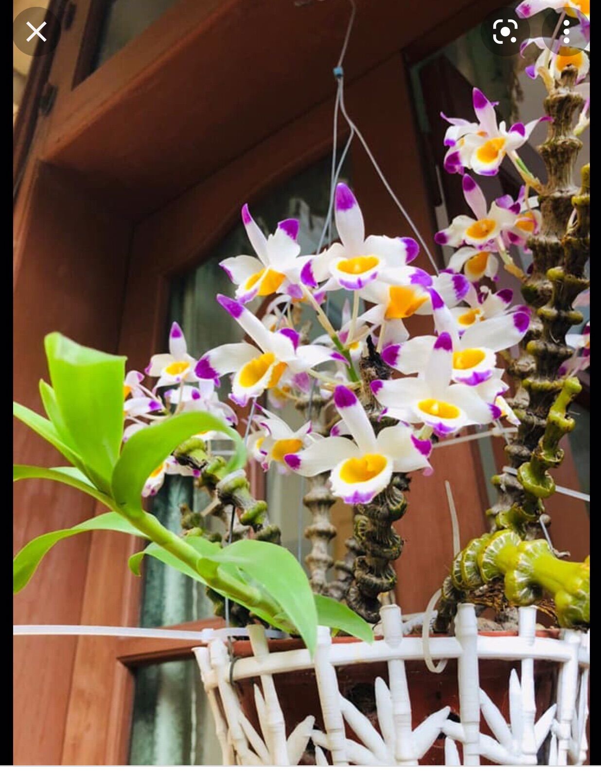 Hoa lan trúc phật bà khóm to dài 40cm