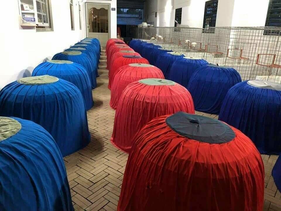 Sỉ 10 mùng cho bội gà lớn.