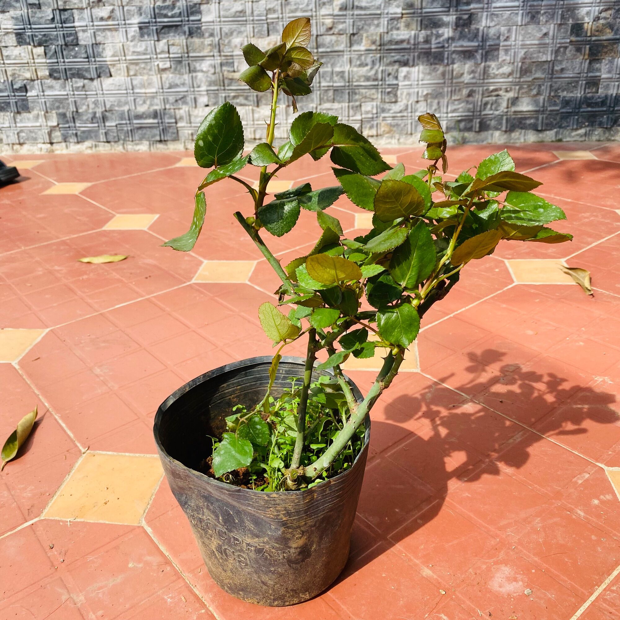 Hoa hồng leo Pháp Red Eden rose - hoa thơm, cây khoẻ