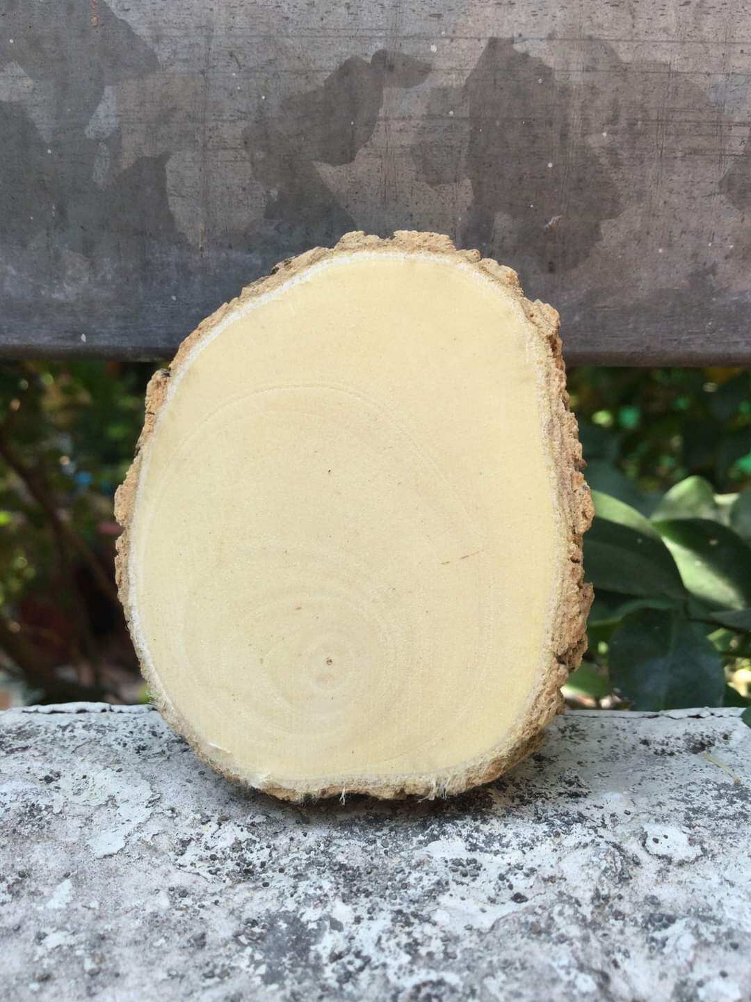Lát gỗ trơn Decor trang trí 10-12cm.