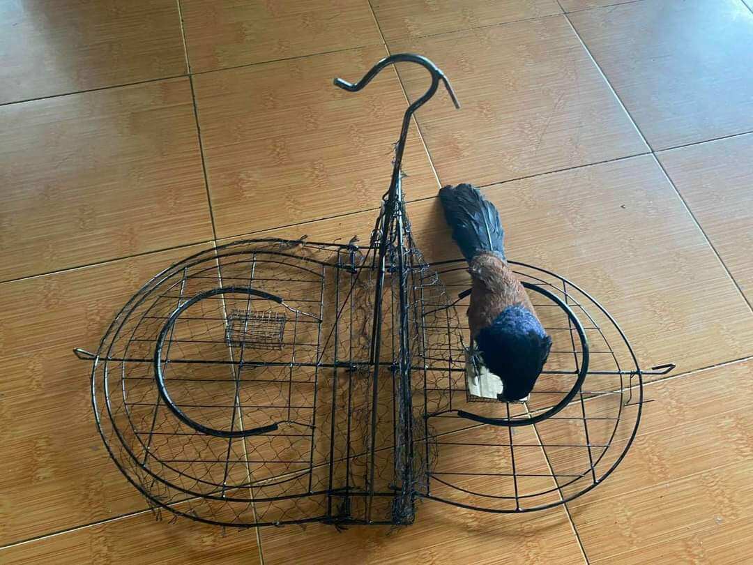 mẹt bịp 2 mặt ( bẫy bìm bịp)