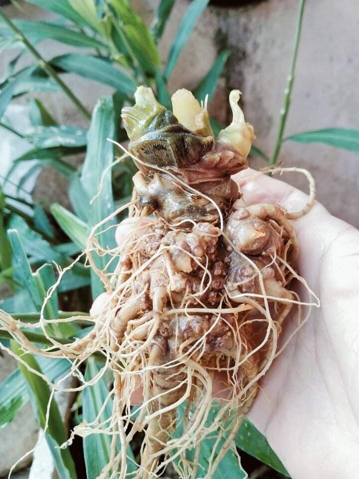 Tam thất Bắc tươi (hàng 8 củ/kg 650k/kg)
