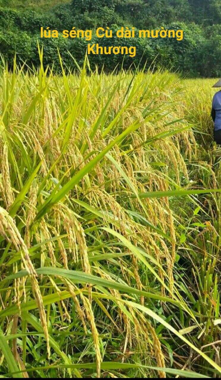 Gạo sén cù Mường Khương 5kg