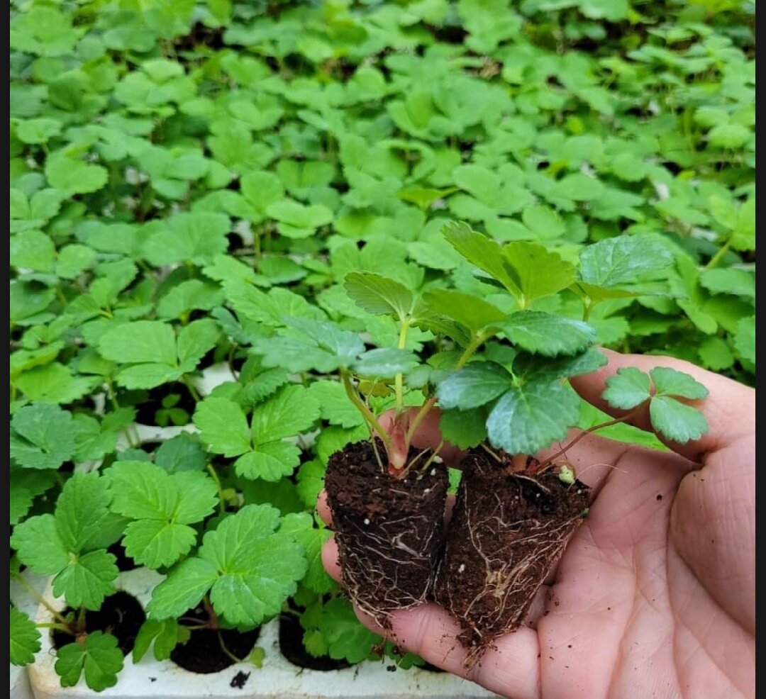 Combo 10 cây mô vỉ dâu Hàn GOUSLE