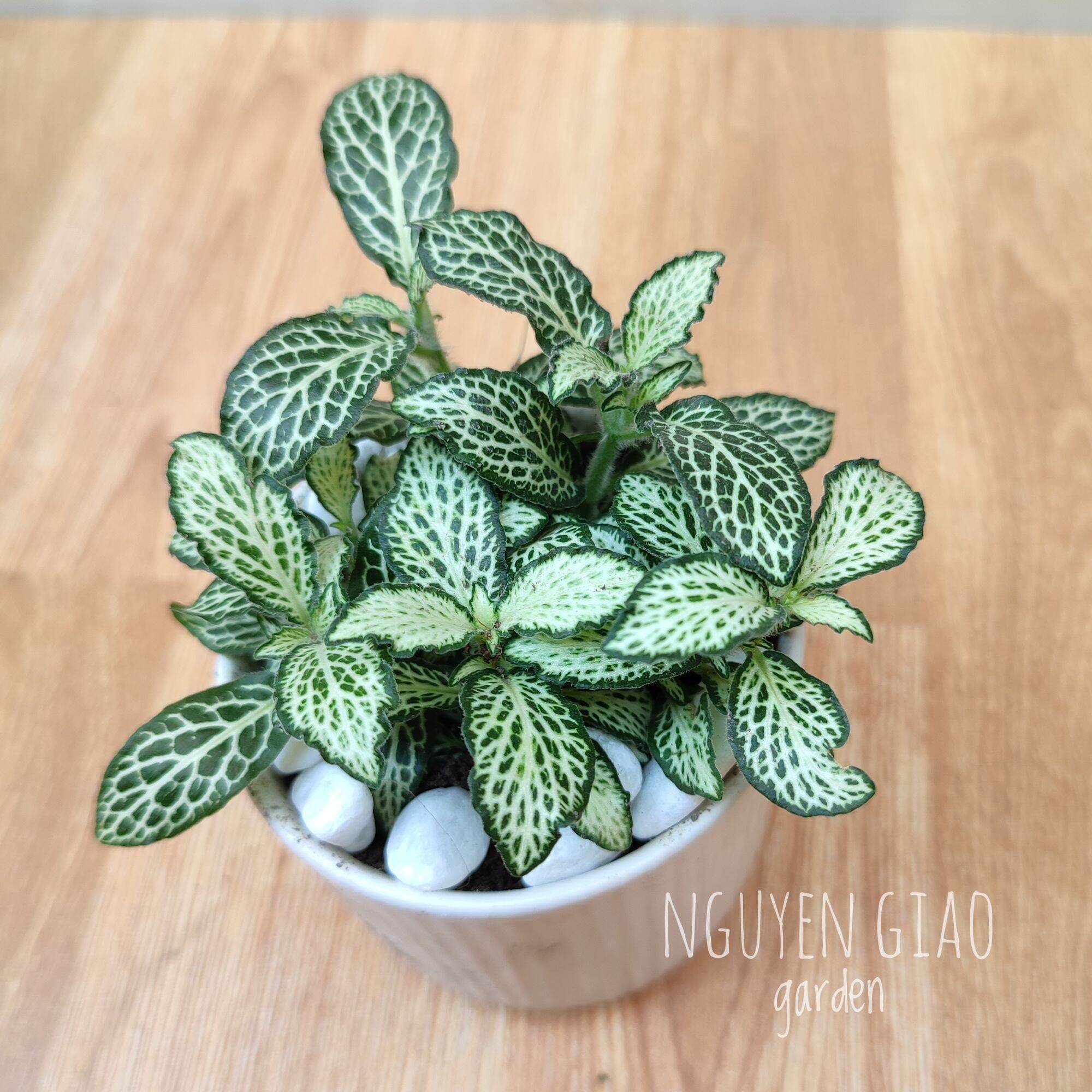 Cây cẩm nhung chậu sứ trắng