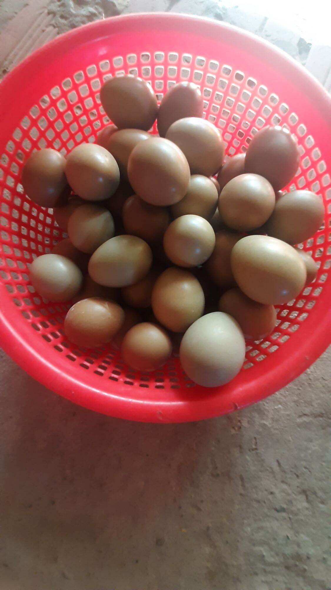 Trứng chim Trĩ Combo 20 quả ăn bồi bổ