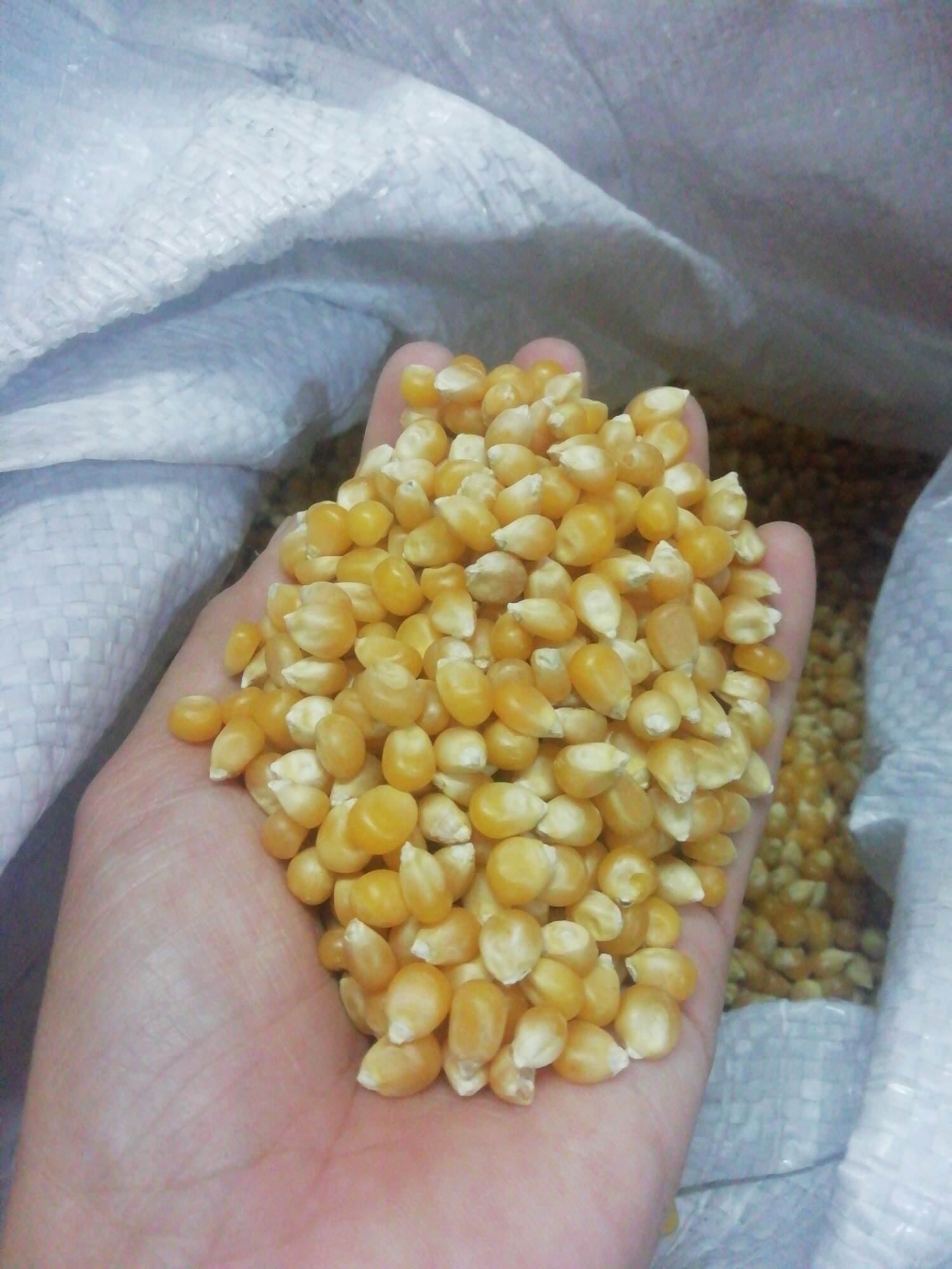 Bỏng ngô, bắp nổ gói 500g