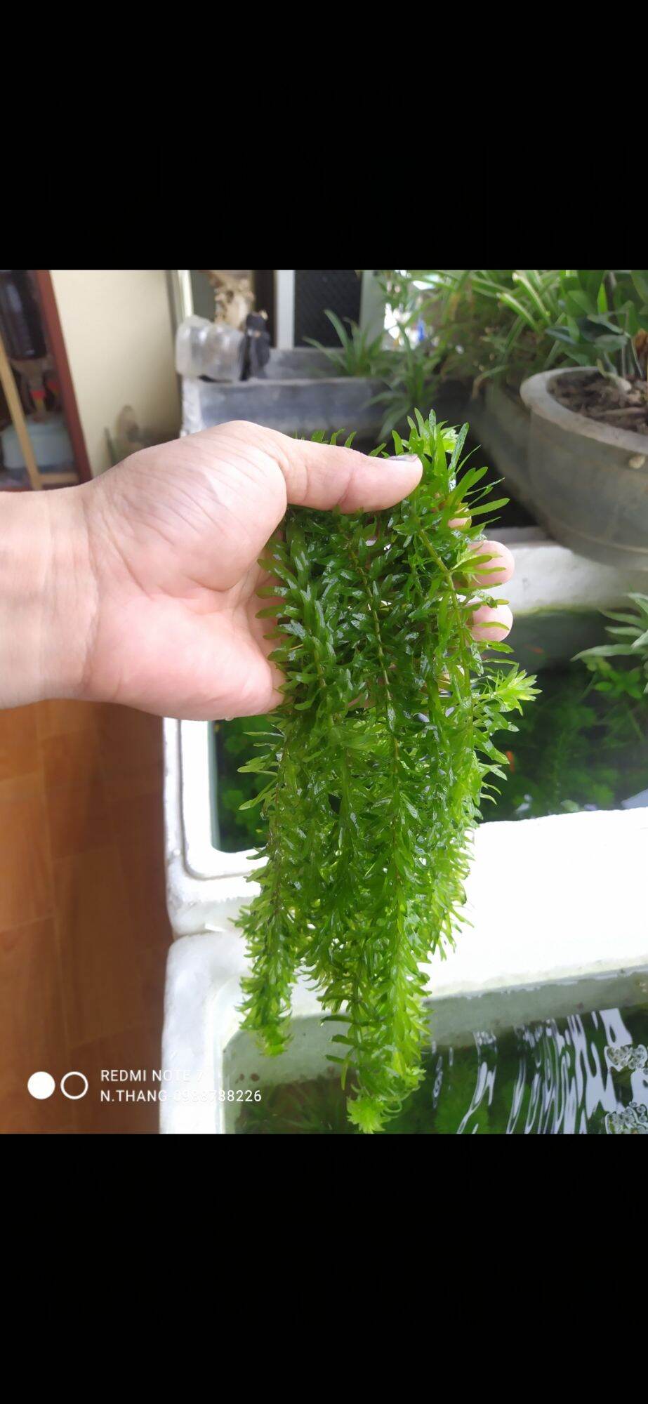 10 cây thủy sinh rong đuôi chồn- rong đuôi chó