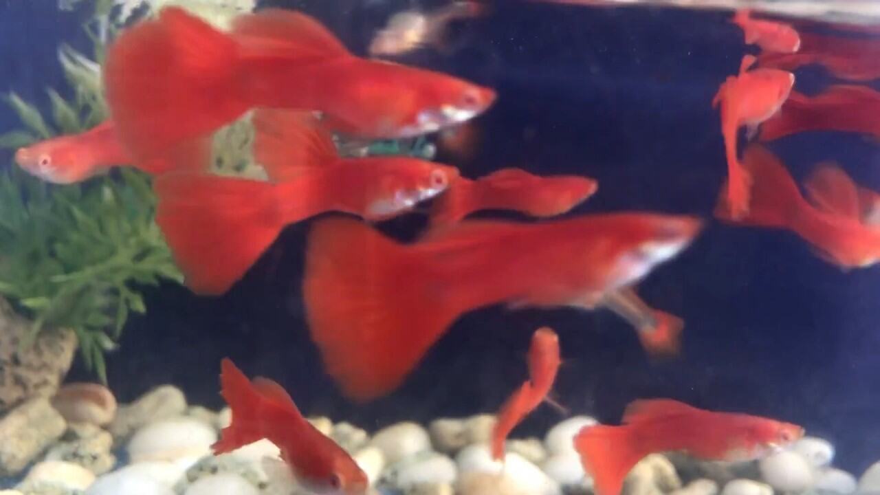 Một cặp cá bảy màu Full Red BDS + một cặp cá bảy màu lai