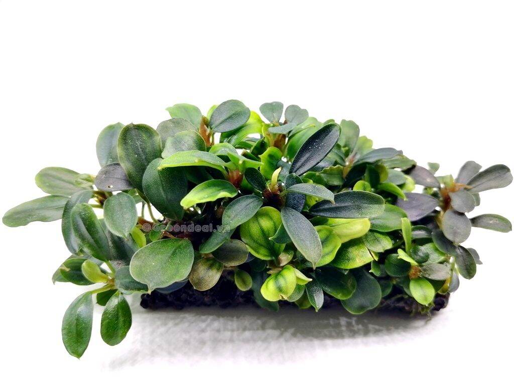 Giá thể Napad Gắn Cây Thủy Sinh (10 miếng)