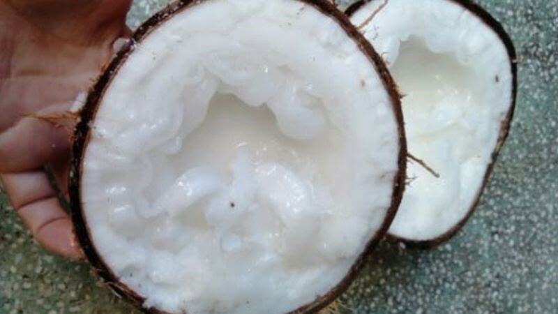 DỪA SÁP DẠNG LỎNG, CƠM DẺO