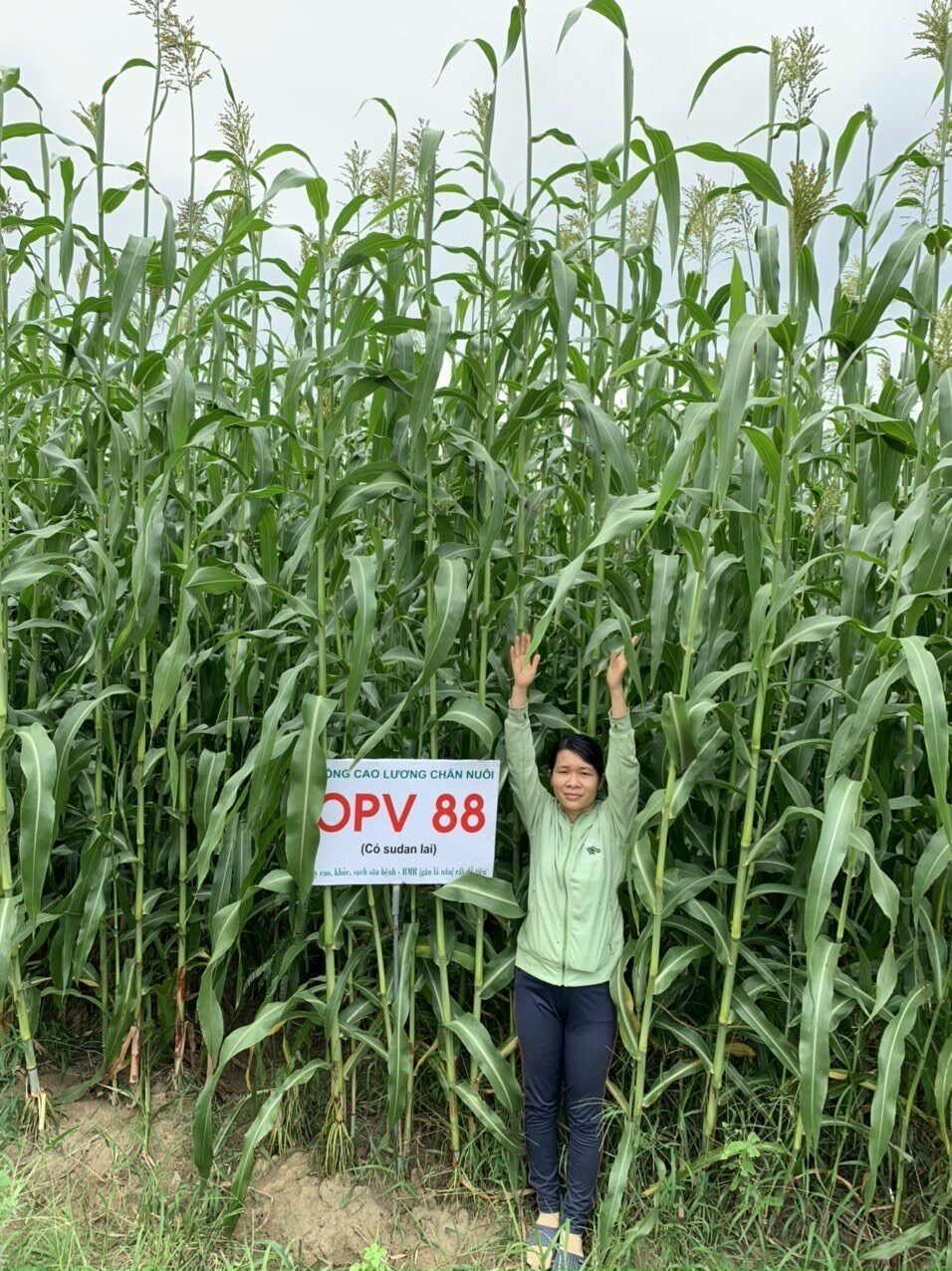Hạt giống cỏ ngô OPV 88 gói 500g