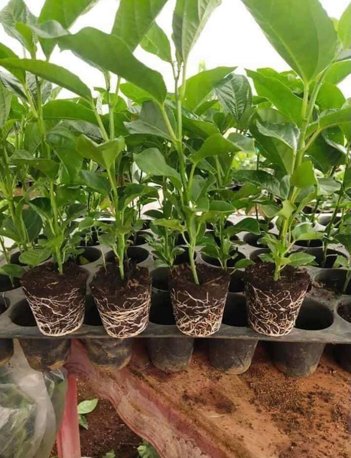 CÂY GIỐNG CHANH LEO CHUỐI (GHÉP SIÊU SỚM)
