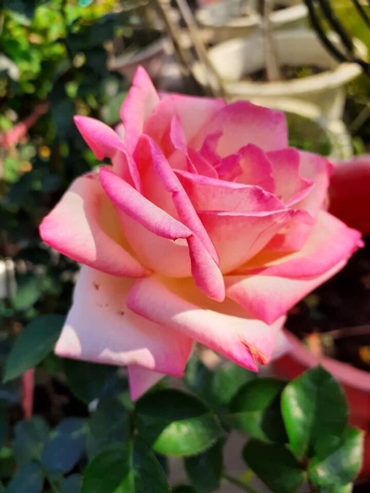 Hoa hồng ngoại tree mini Monaco rose