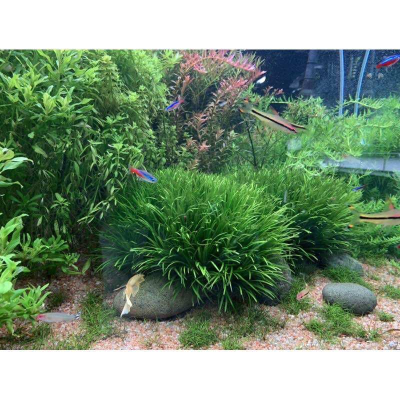 CÂY THỦY SINH CỎ NHẬT-40K/5BỤI