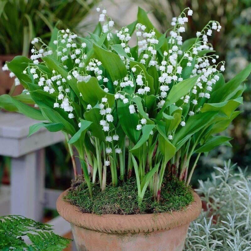 CHUẨN HOA 🌹 TẾT 🌸Hạt giống hoa #Linh #Lan ( hoa Lan Chuông )(1 gói 100 hạt)