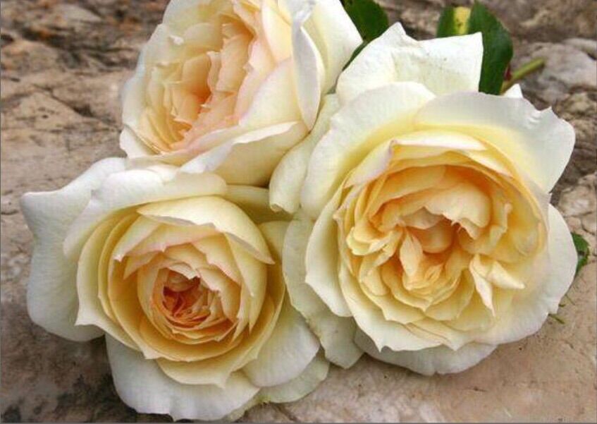 Hoa hồng ngoại Tchaikovsky rose