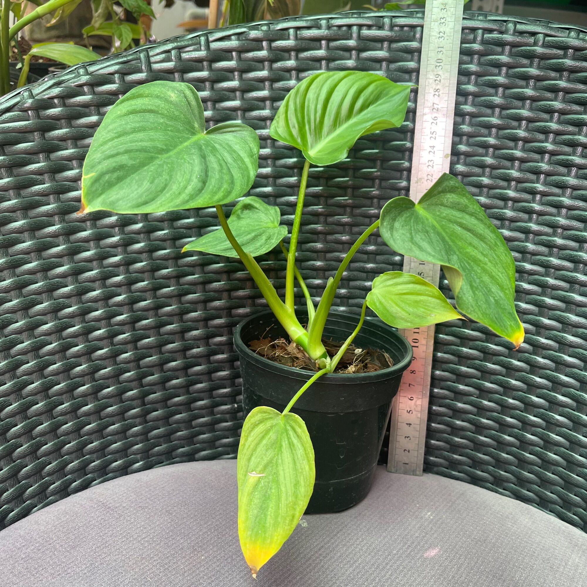 Cây trầu bà philodendron  Pastazanum