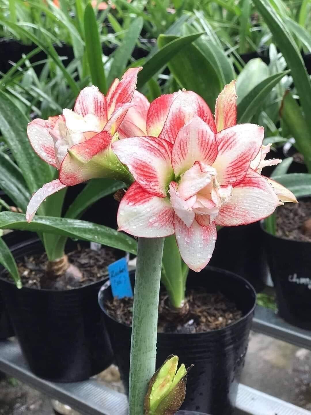Củ Hoa Lan Huệ Kép(5 củ)