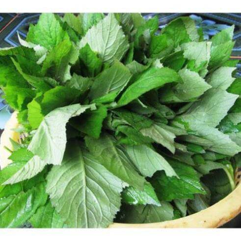 1kg cây cải trời khô