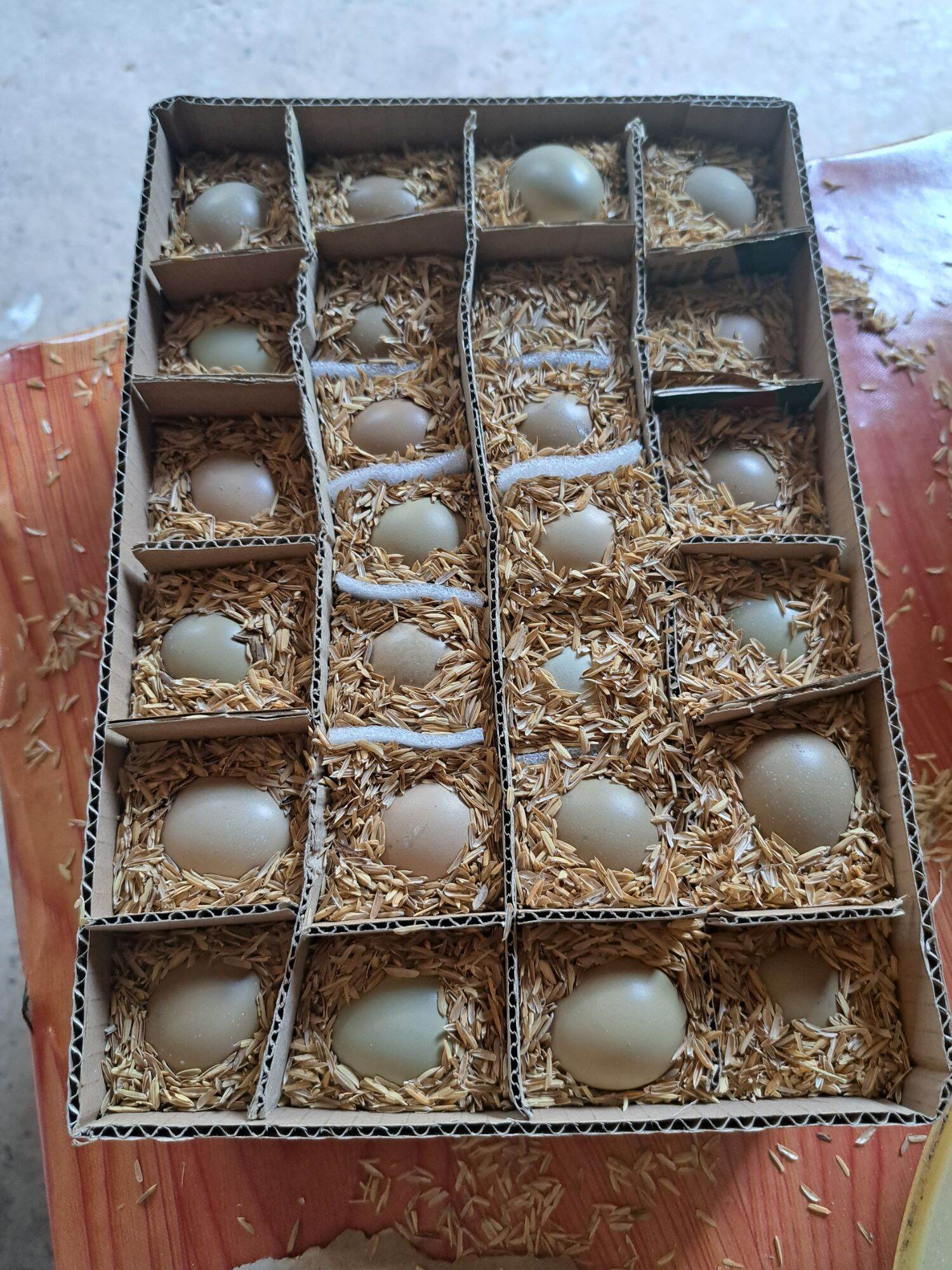 Trứng chim Trĩ Combo 10 trứng chim trĩ giống