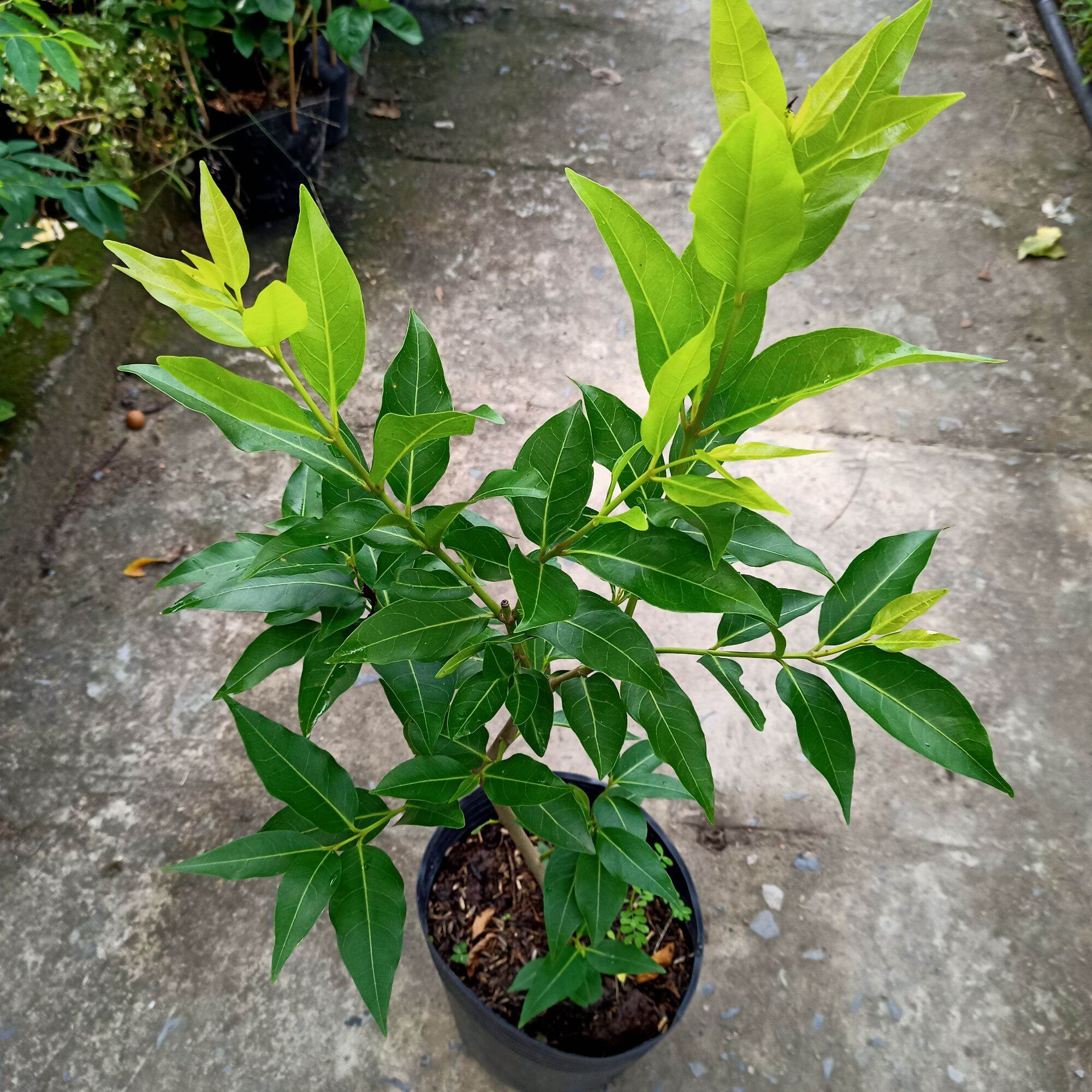 Cây lá vối nếp cao 45-60cm
