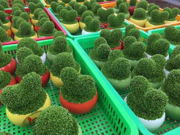 hạt cỏ may mắn 500 hạt  giống  dể trồng làm  cảnh