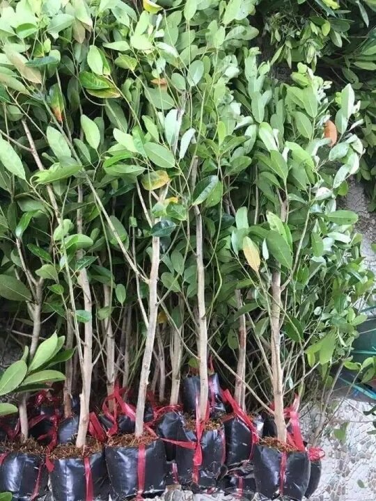 Thai Ca Na Tree 80cm to 150cm