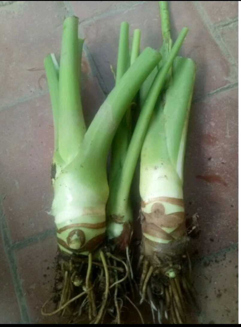 Cây Ráy Voi ( trồng sân vườn, tiểu cảnh)