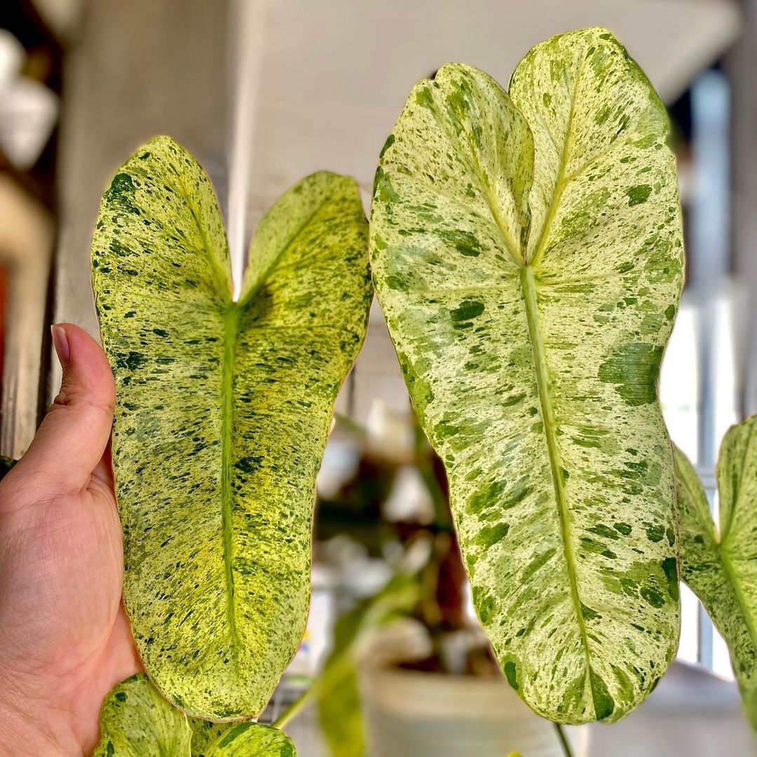Cây Philodendron Paraiso Verde Variegated