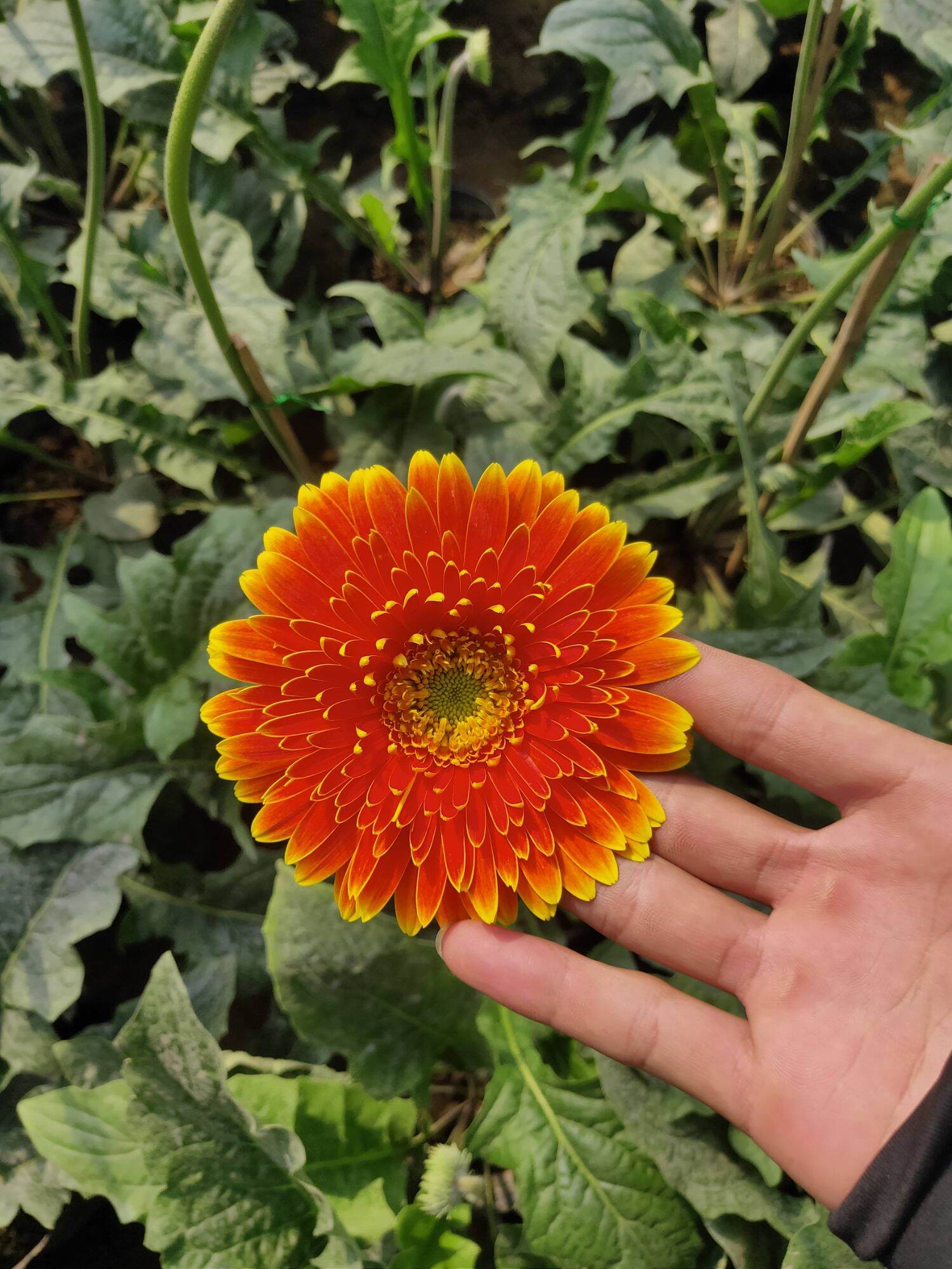 Cây hoa đồng tiền cao nhỡ ( nhiều màu)