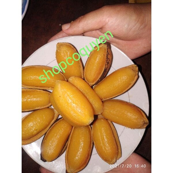 cây chuối sáp nghệ giống