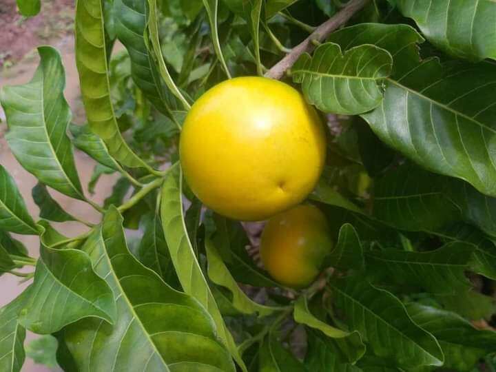 Vú sữa Hoàng Kim gieo hạt cây cao